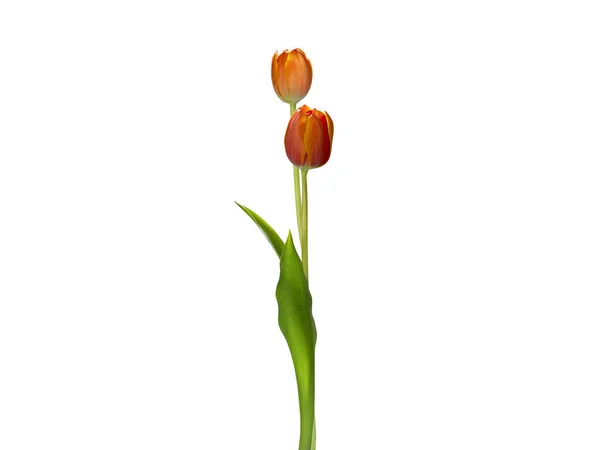 Single Tulip Flower Isolated White — Stock Photo, Image