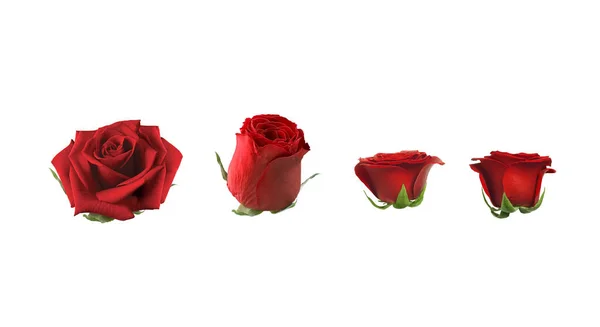 Liście Róży Białym Tle — Zdjęcie stockowe
