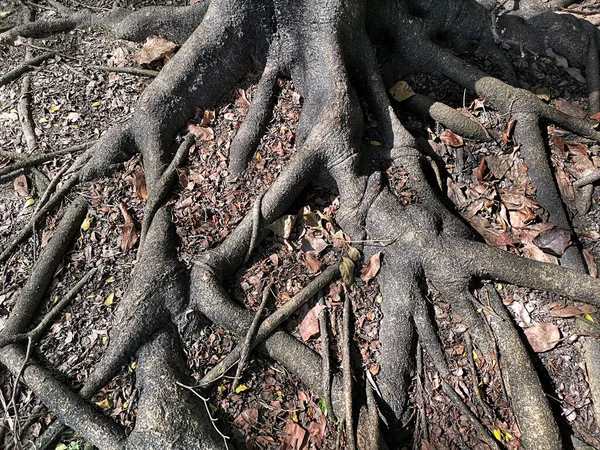 Raízes Árvores Parque — Fotografia de Stock