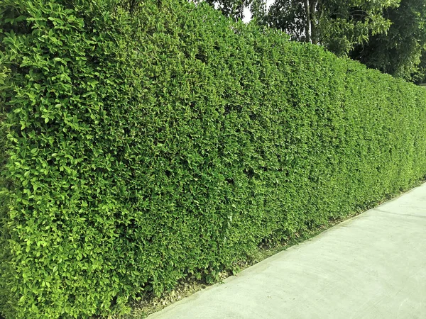 Promenada Zieloną Ścianą Trawiastą — Zdjęcie stockowe