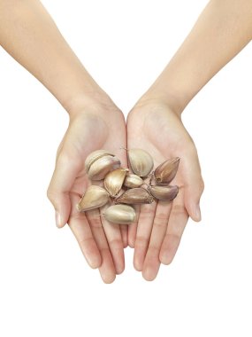 Güzel bir kadının eli sarımsak tutarken beyaz bir arka planda