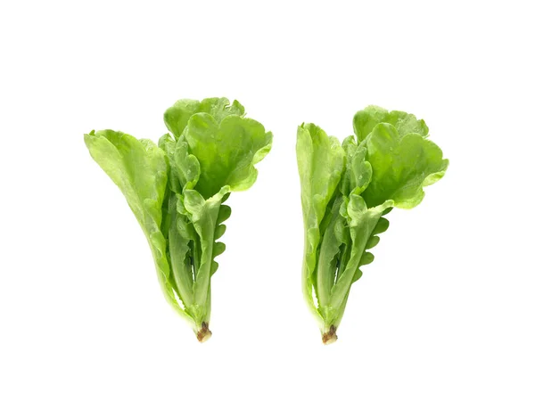 Salatblatt Vorhanden Salat Isoliert Auf Weißem Hintergrund — Stockfoto