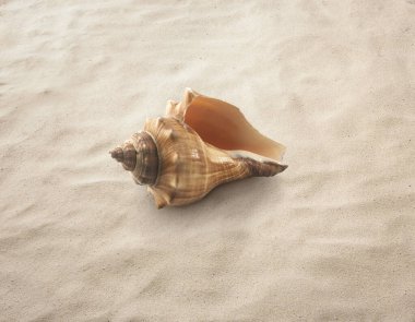 Kumsalda, kumsalda, denizde izole edilmiş boş deniz kabuğu.