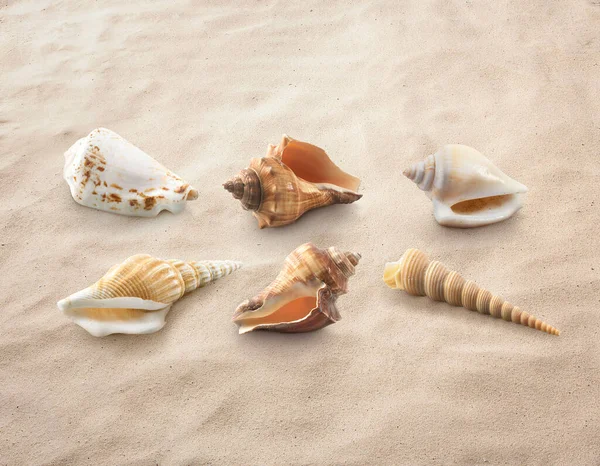 砂浜の貝殻夏の背景 — ストック写真