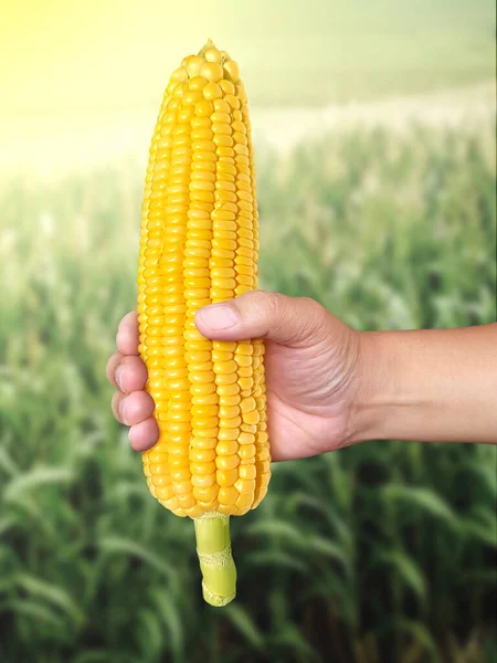 Érett Sárga Kukorica Cob Gazda Kezében Miközben Dolgozik Mezőgazdasági Területen — Stock Fotó