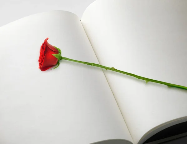 Beautiful red rose on the book isolated