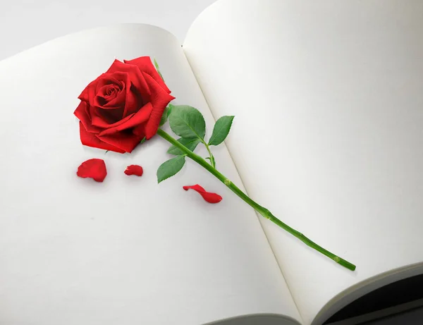 Hermosa Rosa Roja Libro Aislado — Foto de Stock