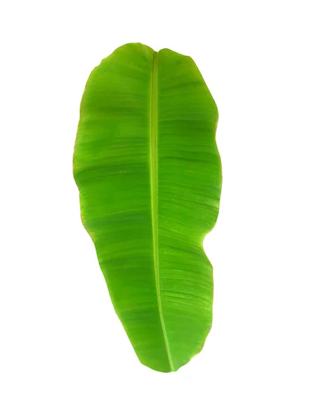 Whole Fresh Banana Leaves Isolated White Background — Foto Stock