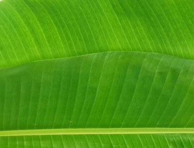 Taze muz yaprakları arkaplanı