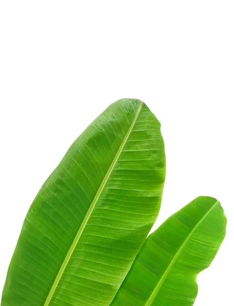 Whole Fresh Banana Leaves Isolated White Background — 스톡 사진