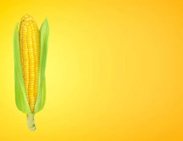 Corn Fresh Yellow Gold Background — Fotografia de Stock