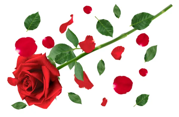 Red Rose Falling Red Rose Petals Green Leaves Isolated White — Fotografia de Stock