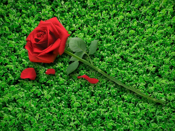 Red Rose Grass Wall Texture Backdrop Design Valentine Concept — Fotografia de Stock