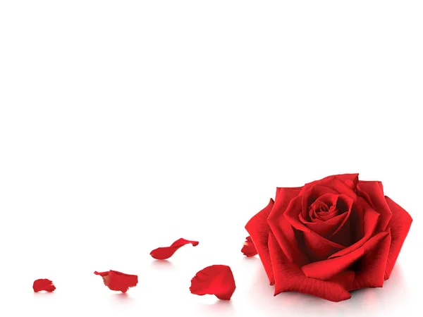 Rose Romantic Red Rose Petals White Background — Foto Stock
