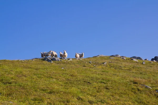 Fåren i bergen 2 — Stockfoto