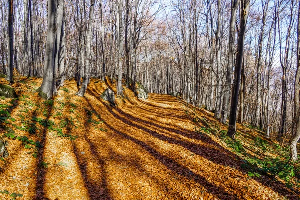 Autumn Look Path Momina Skala Hut Vitosha Mountain Sofia Bulgaria — Stock Photo, Image