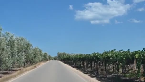 意大利 阿普利亚 2021年8月车辆在穆吉亚地区拍摄的Pov画面 在我们旁边无尽的橄榄树林是典型的地区游行 美丽的夏日 — 图库视频影像