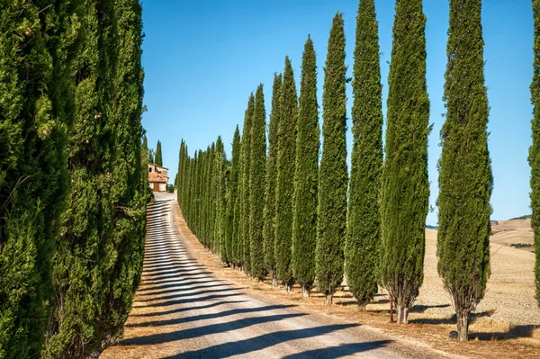 Bagno Vignoni, Toskana, İtalya. Ağustos 2020. Poggio Covilli çiftliğinin selvi çiçekleri ile bulvarın inanılmaz manzarası.