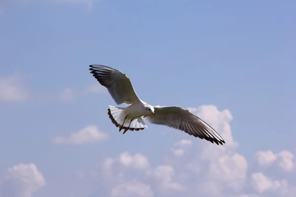 Gulls flying — Stock Photo, Image