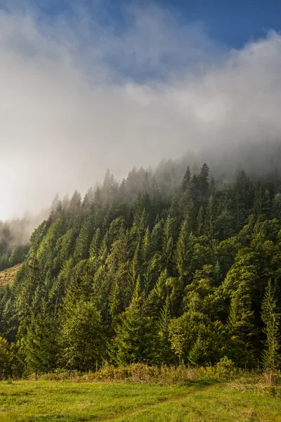 Summer landscape in mountains — Stock Photo, Image