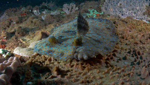 Peacock flounder — Stock Photo, Image