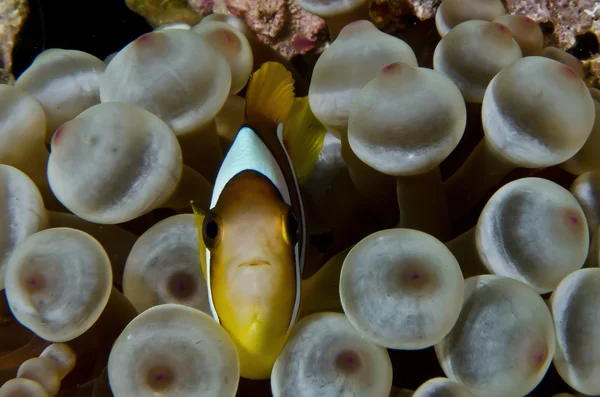 Червоне море Anenomefish — стокове фото