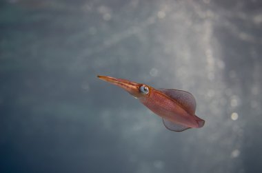 kalamar