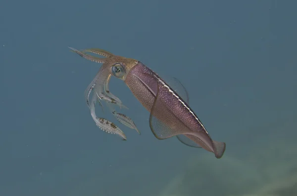 Calamares — Foto de Stock