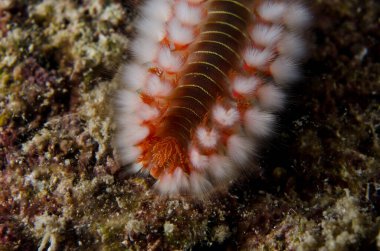 Sakallı bir ateş böceği.