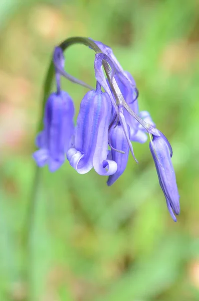 Pequeño Grupo Bluebells Tomado Nikon D7200 Shugborough Estate Staffordshire Reino — Foto de Stock