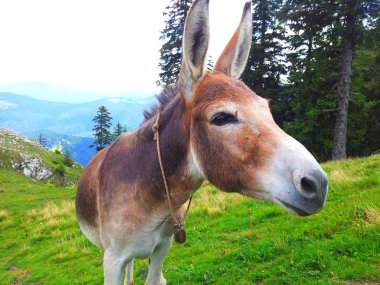Alp dağ manzarası ile köknar ağacı
