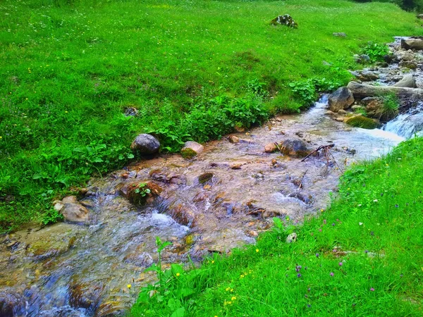 Paesaggio alpino con abete — Foto Stock