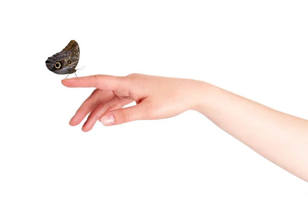Schmetterling auf der Hand der Frau. in Bewegung — Stockfoto