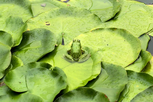Frog on lily pad — Stock Photo, Image