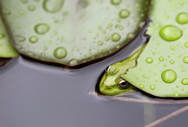 Frog on lily pad — Stock Photo, Image