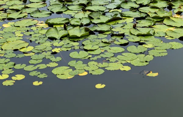 Green water lily pads floating in pond — Stock Photo, Image