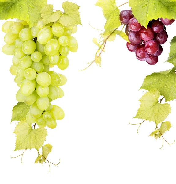 White and pink grape isolated — Stock Photo, Image