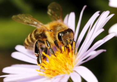 Honey bee on flower clipart