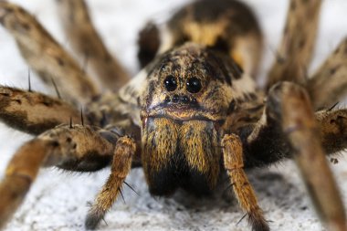 bir örümcek closeup