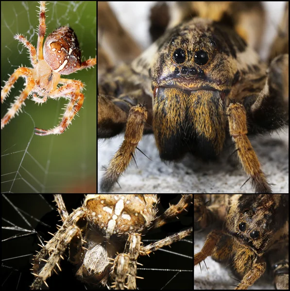 Scary Spider collage — Stock Photo, Image