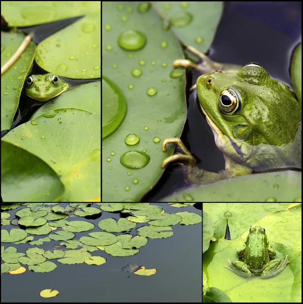 Frog on lily pad collage — Stock Photo, Image