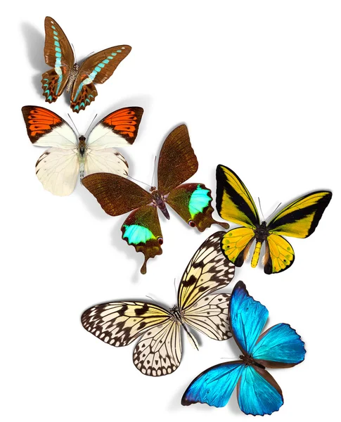 Gruppe von Schmetterlingen — Stockfoto