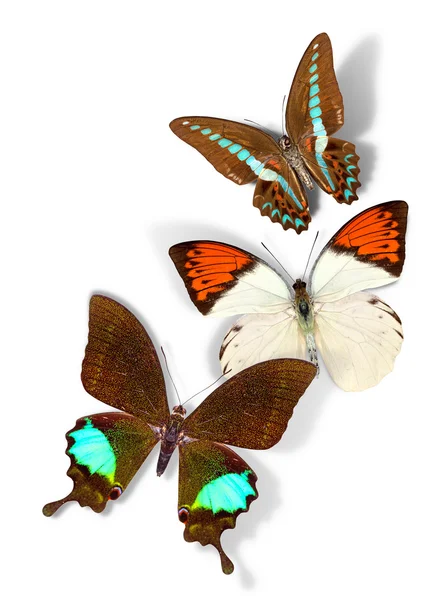 Group of butterflies — Stock Photo, Image