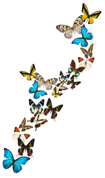 Many different beautiful butterflies — Stock Photo, Image
