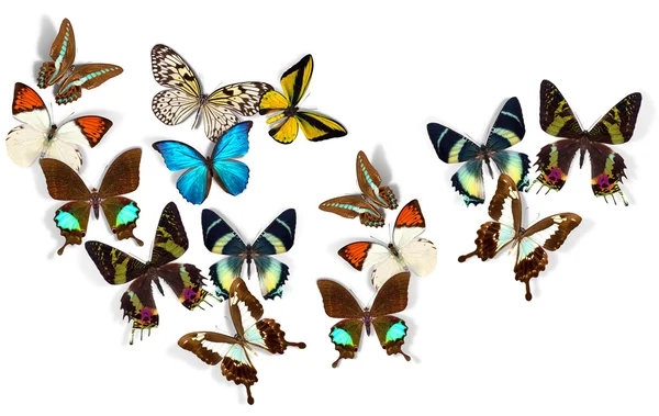 Ομάδα των πεταλούδων — Φωτογραφία Αρχείου