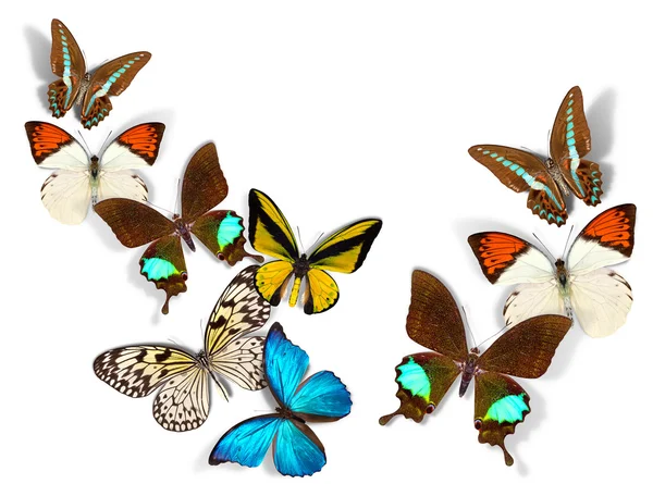 Gruppe von Schmetterlingen — Stockfoto