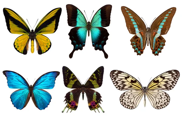 Много разных красивых бабочек — стоковое фото