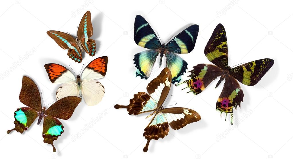 Group of butterflies Stock Photo by ©boule1301 34535663