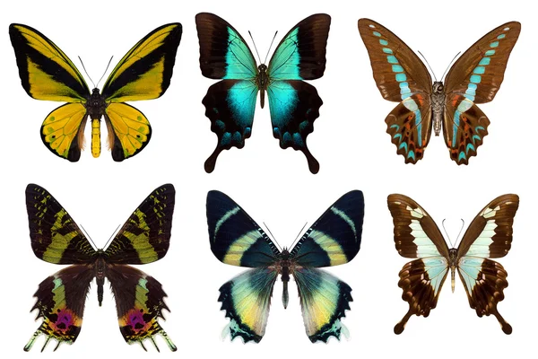 Viele verschiedene schöne Schmetterlinge — Stockfoto