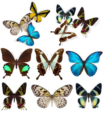 birçok farklı güzel kelebekler